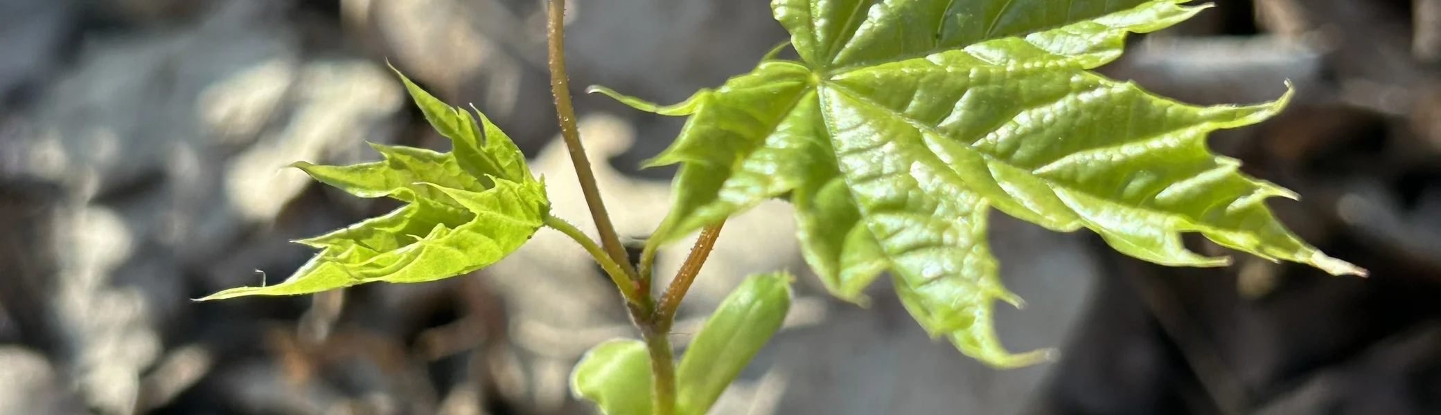 © DAV Kaiserslautern