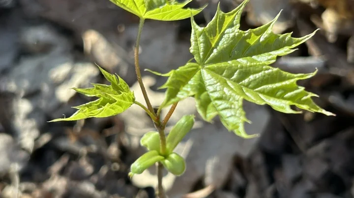 © DAV Kaiserslautern