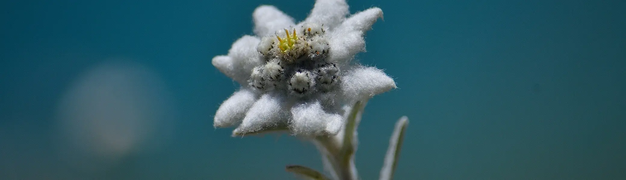 © Bild von Dani Egli auf Pixabay