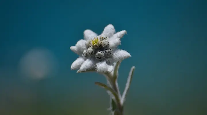 © Bild von Dani Egli auf Pixabay