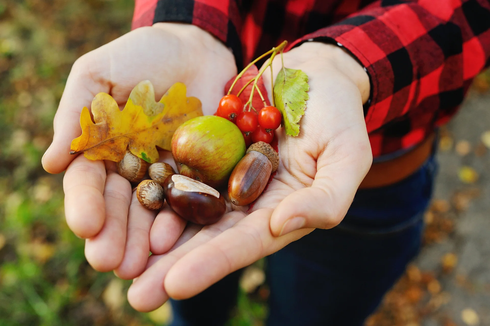 Kinderhände, die Herbstlaub, Eicheln und Nüsse zeigen | © Evgeniy Kalinovskiy / Adobe Stock