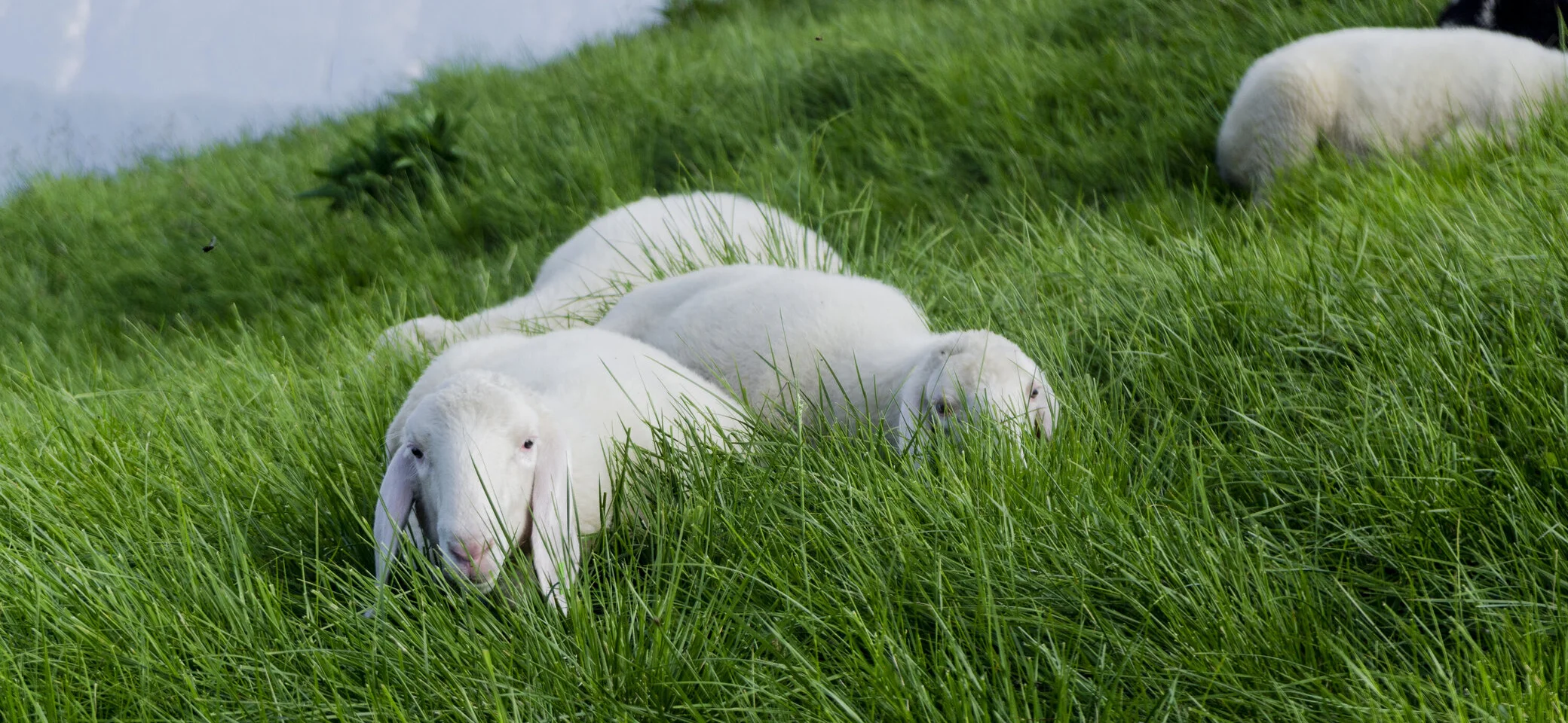 Schafe auf einer grünen Bergwiese | © DAV/Hans Herbig