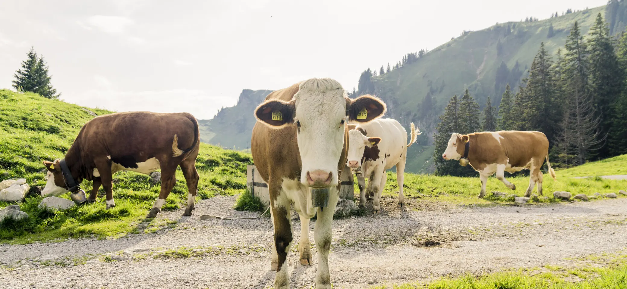 Kühe in den Chiemgauer Alpen | © DAV/Hans Herbig