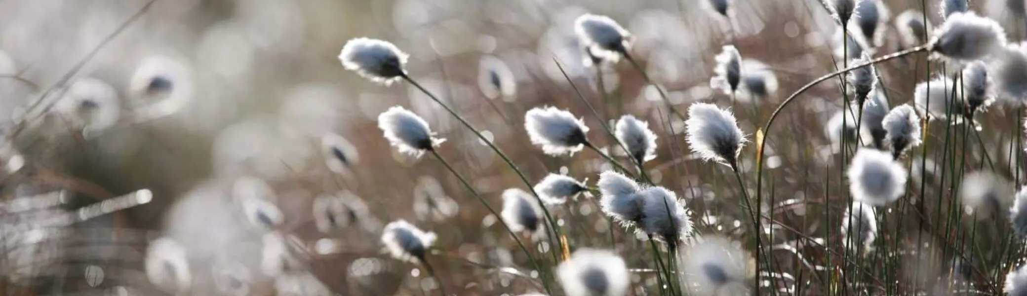 Um Moore ranken sich zahlreiche Schauergeschichten.  | © Christopher Meyer